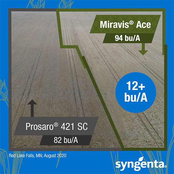 Miravis Ace Wheat